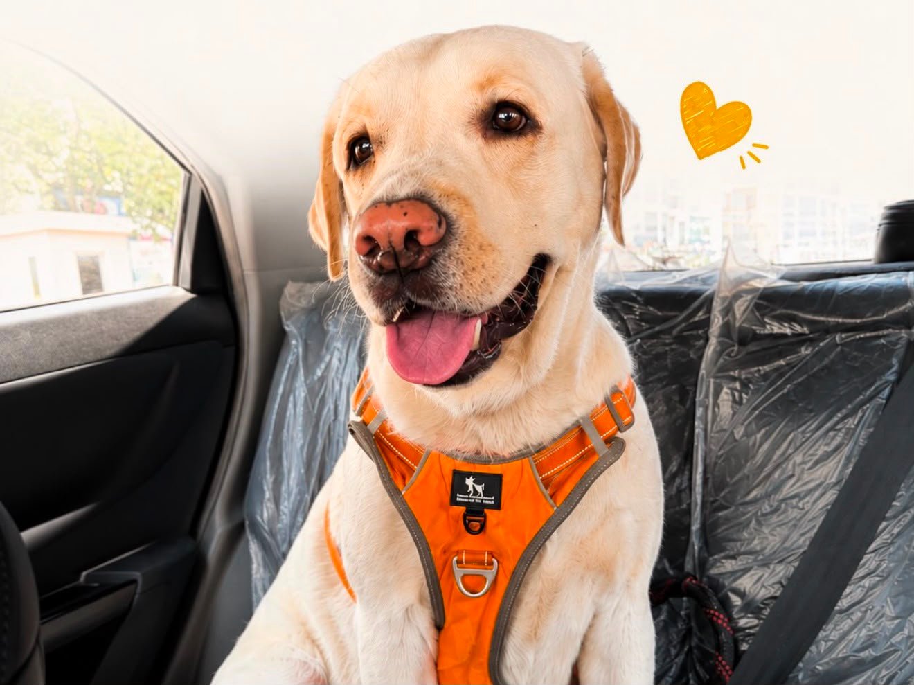 Shiro, the golden Labrador behind Shiro's